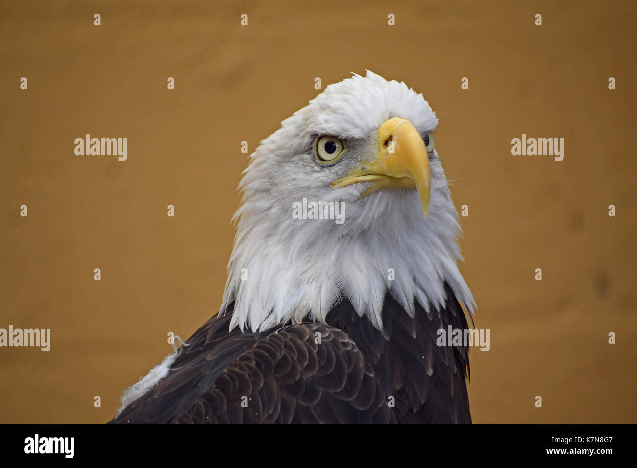 Bald Eagle - Lake District Wildlife Park, Bassenthwaite, Keswick, Lake