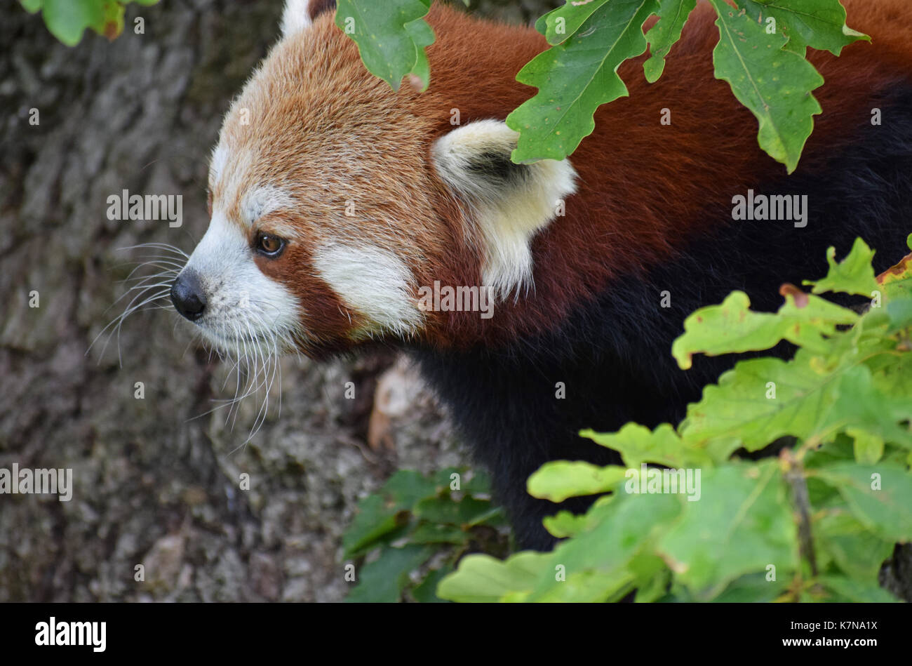 Red Panda - Lake District Wildlife Park, Bassenthwaite, Keswick, Lake District, North West England Stock Photo