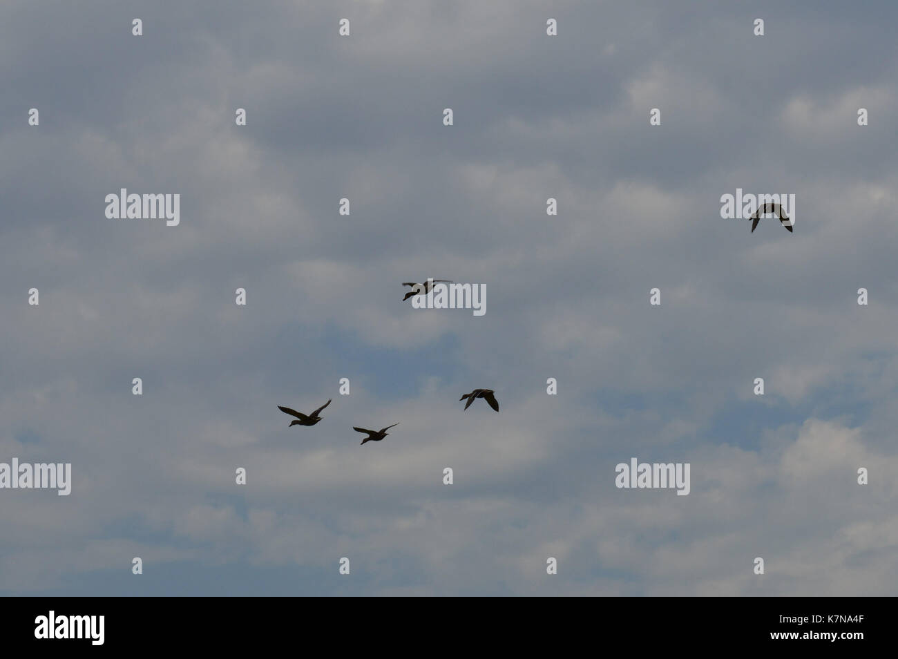 Group of flying ducks Stock Photo Alamy