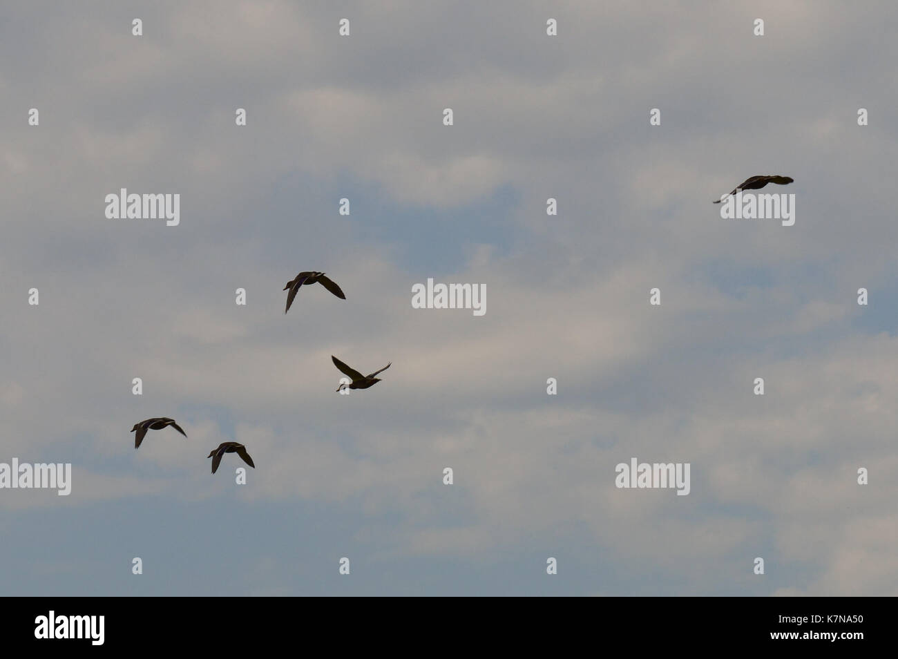 Flying ducks hires stock photography and images Alamy