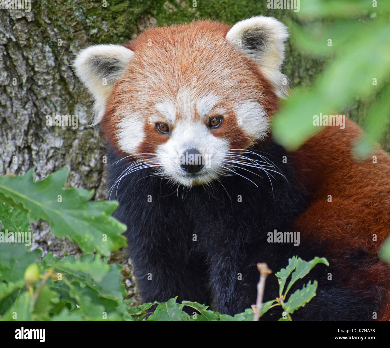 Red Panda - Lake District Wildlife Park, Bassenthwaite, Keswick, Lake District, North West England Stock Photo