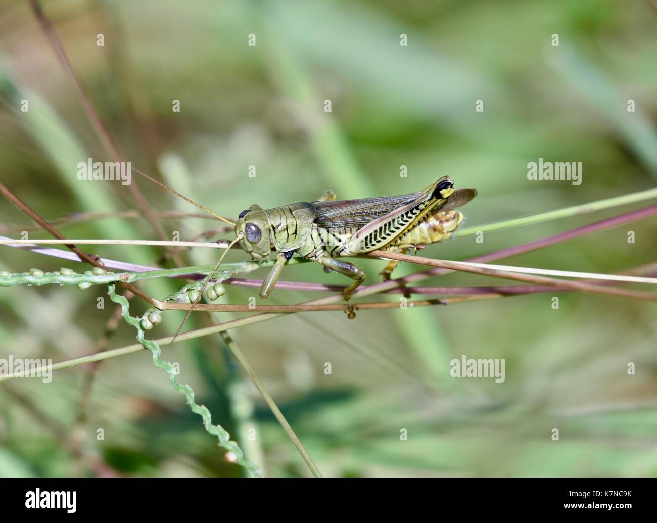 Grasshopper (Caelifera) on a blade of grass Stock Photo