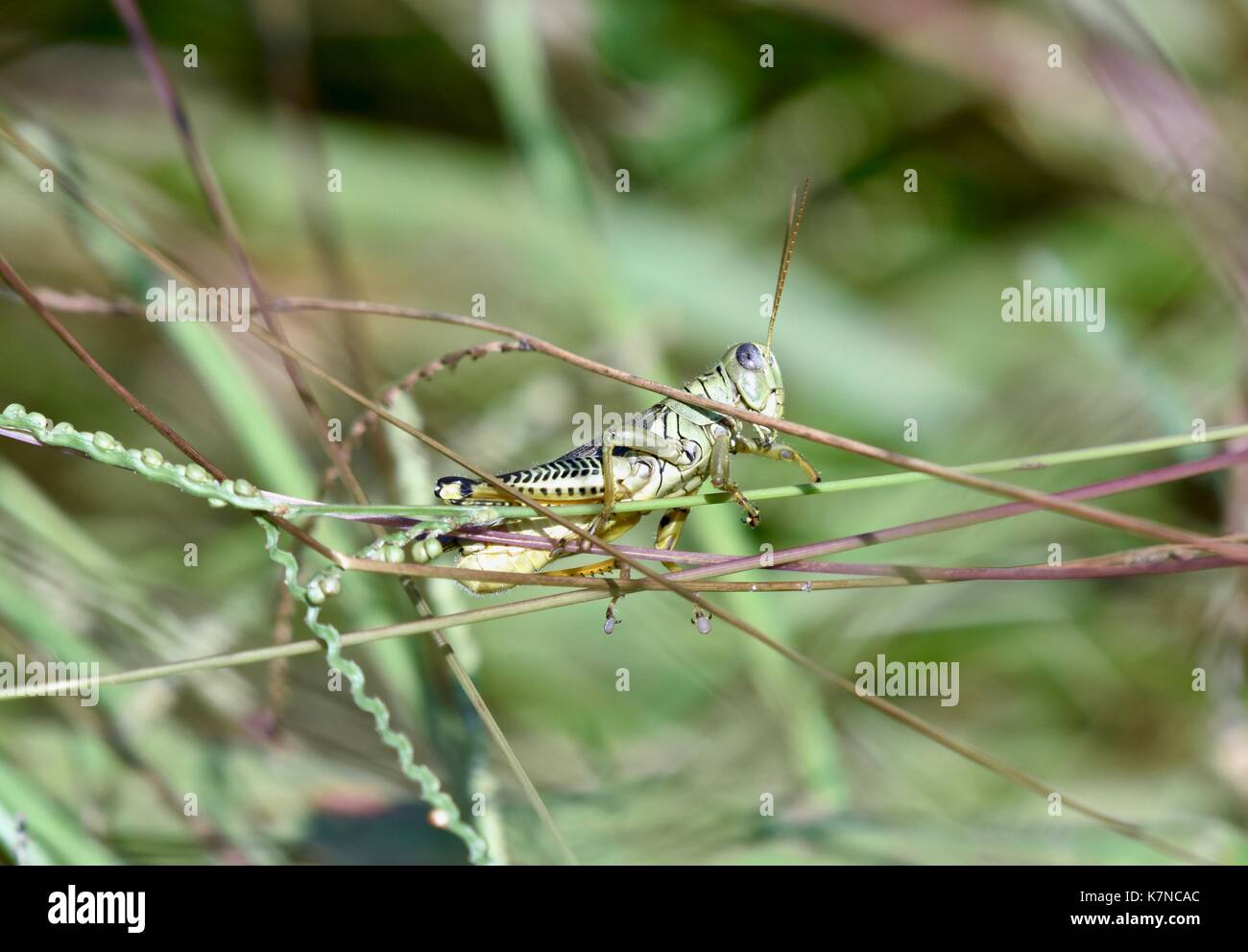 Grasshopper (Caelifera) on a blade of grass Stock Photo