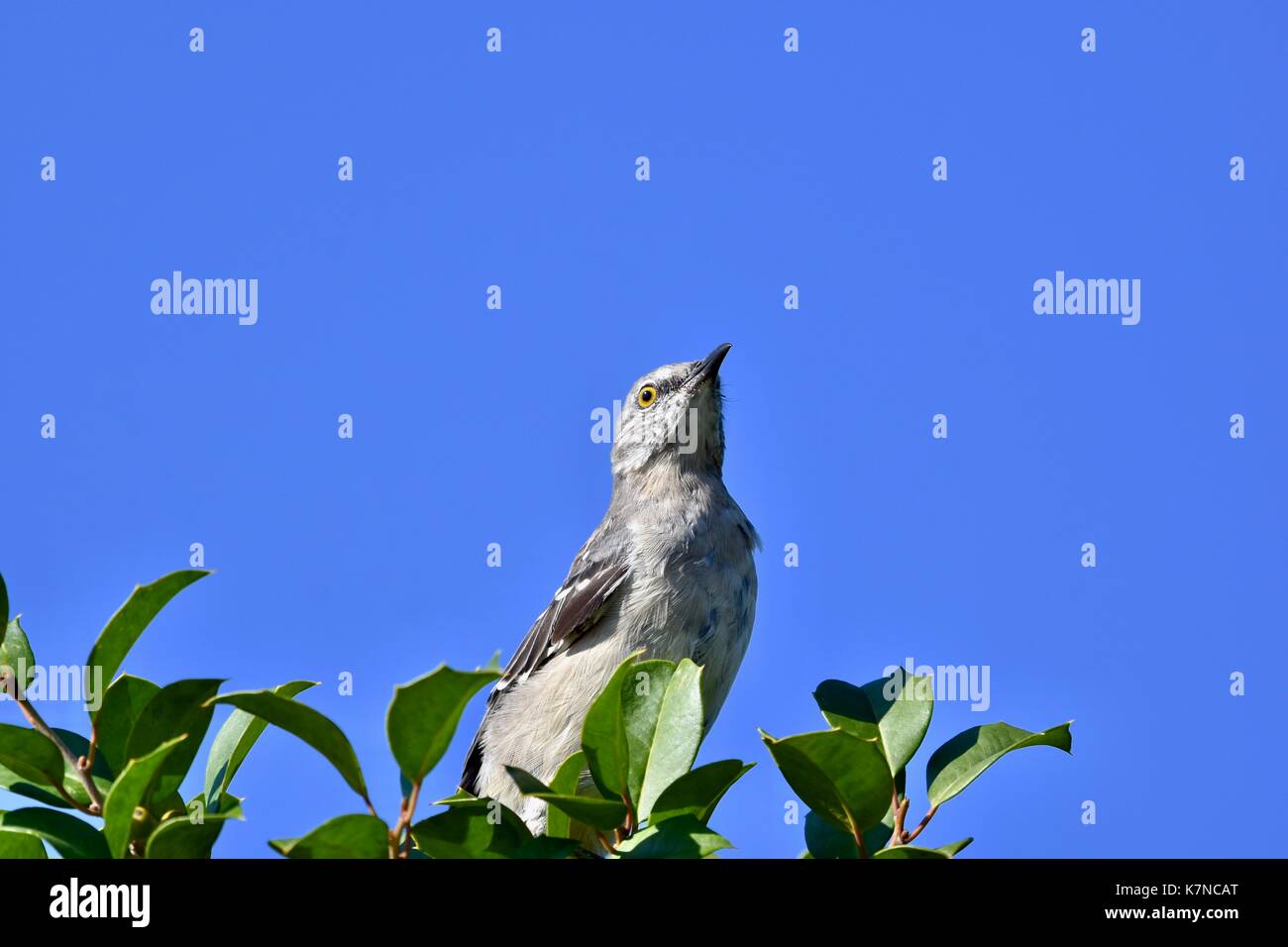 Northern mockingbird (Mimus polyglottos) Stock Photo