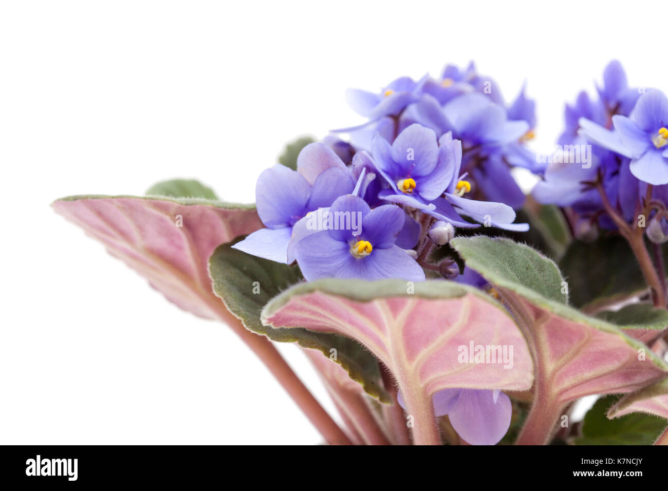 Light Blue African Violet Plant Isolated On White Stock Photo Alamy