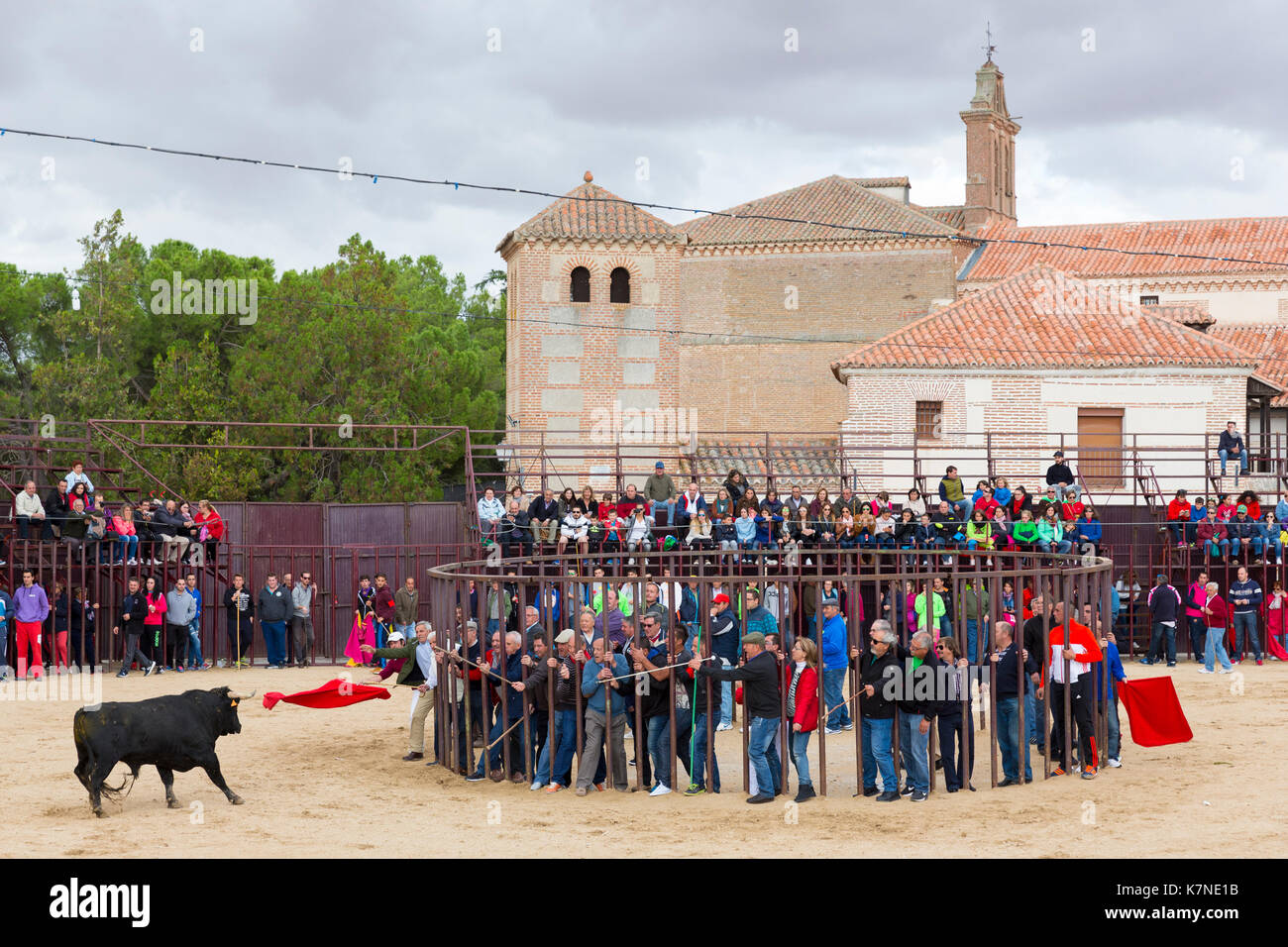 Local people challenging bull with red flag during traditional festival at Madrigal de los Altas Torres in province of Avila, Spain Stock Photo