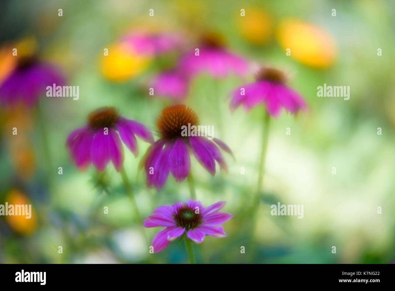 Soft focus background vegetation hi-res stock photography and images ...