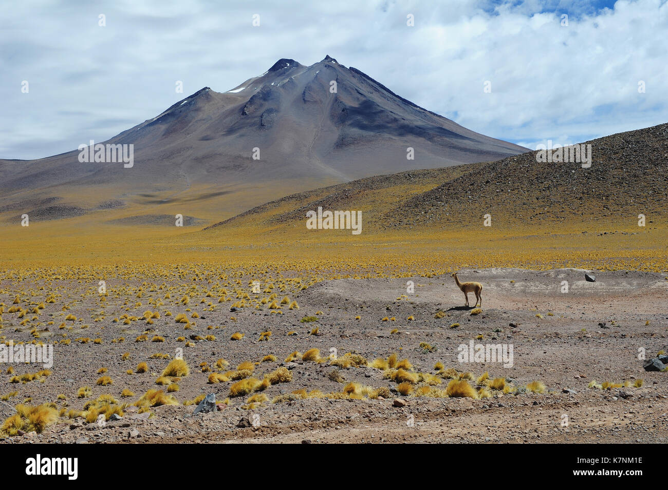 A vicuña in the Atacama desert, Chile Stock Photo