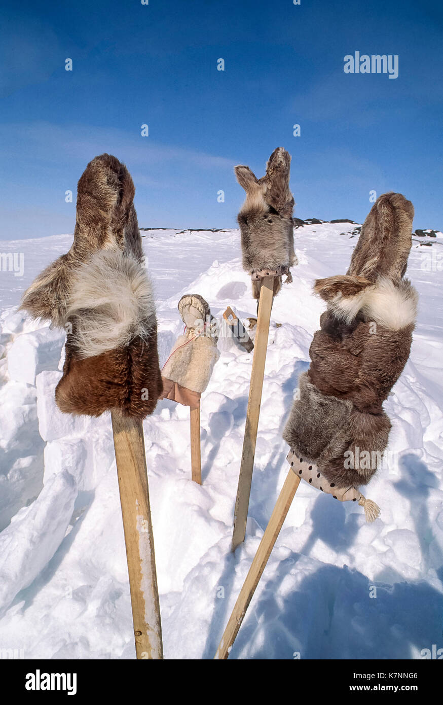 Inuit caribou skin mitts and boots (known as mukluks or kamiks) on sticks of wood to air out. These are traditional styles still used today. Stock Photo