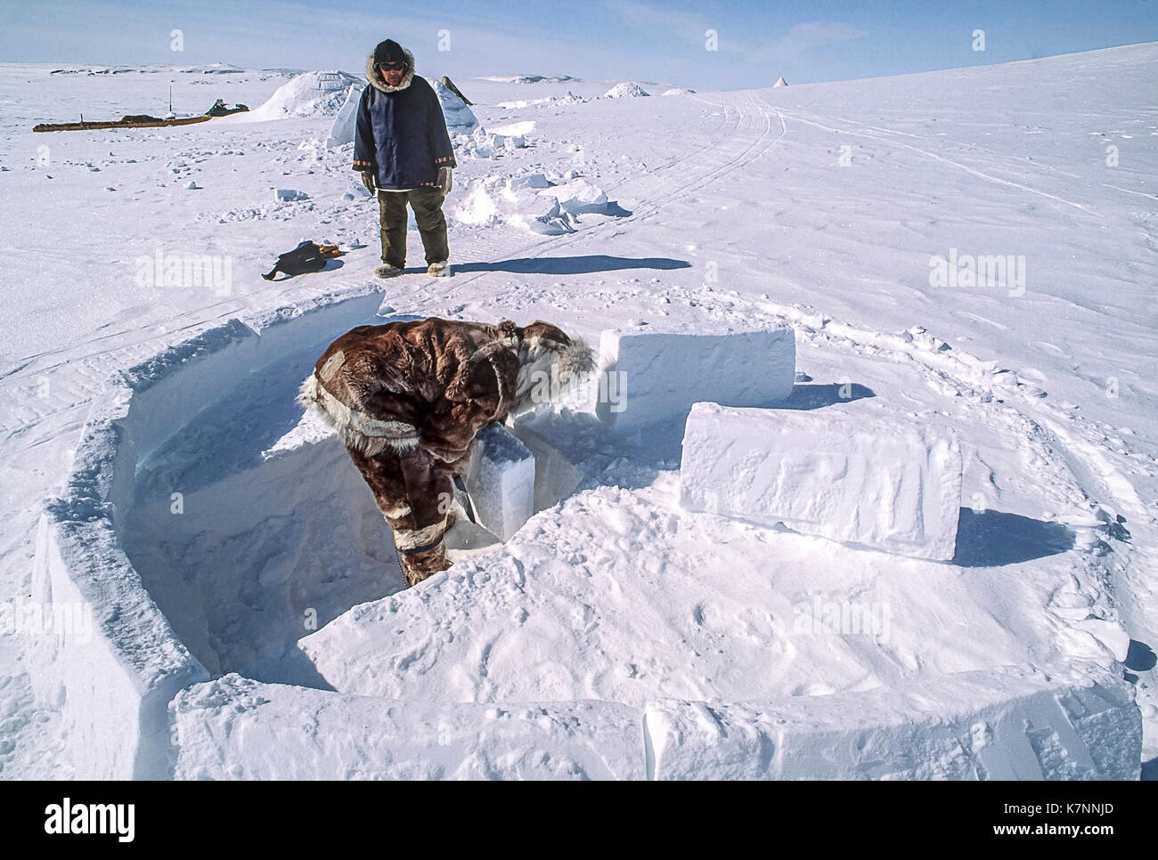 Inuit elder man, dressed in traditional caribou skin clothing, builds ...