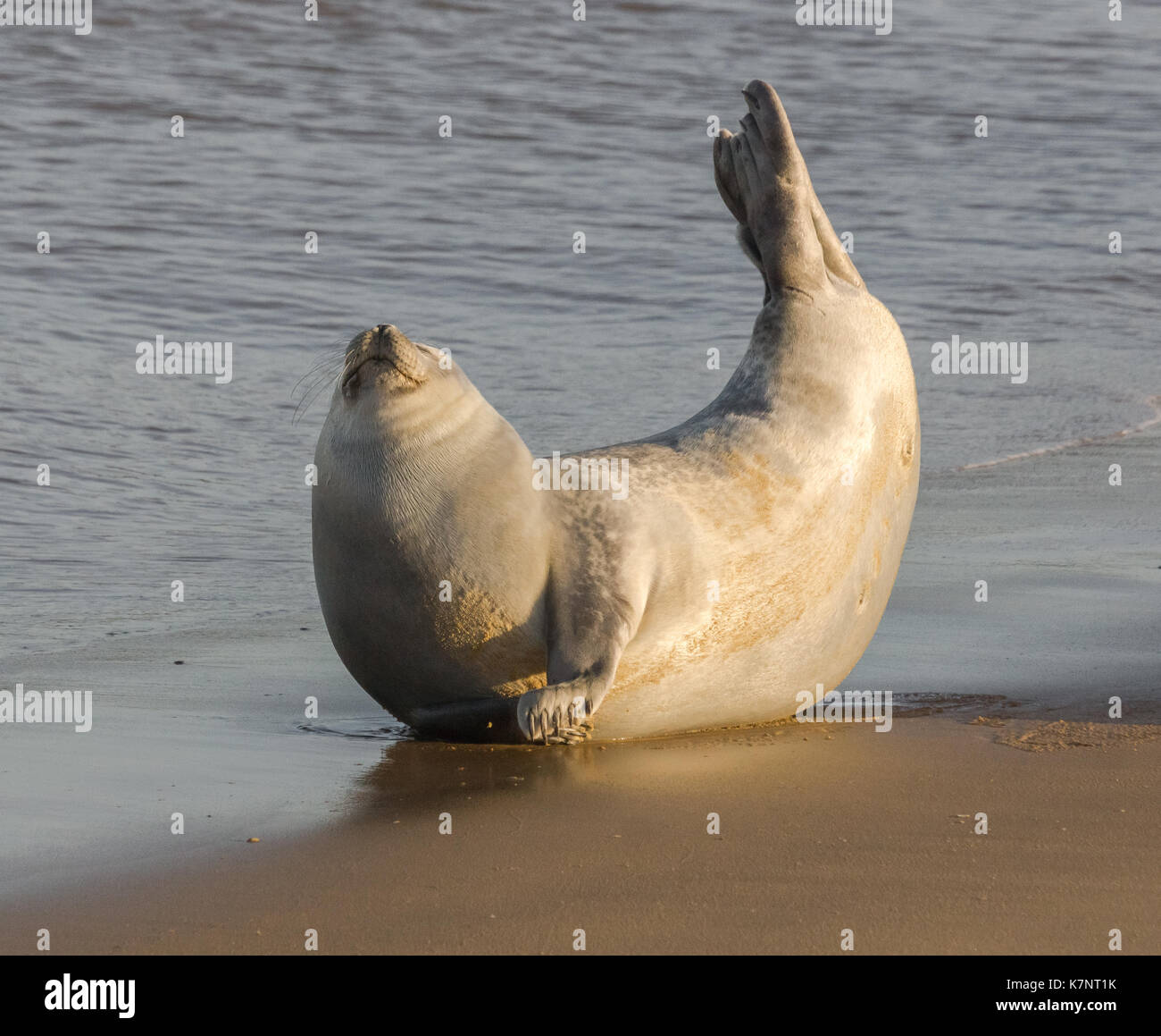 happy looking seal in the sand at the waters edge Stock Photo Alamy