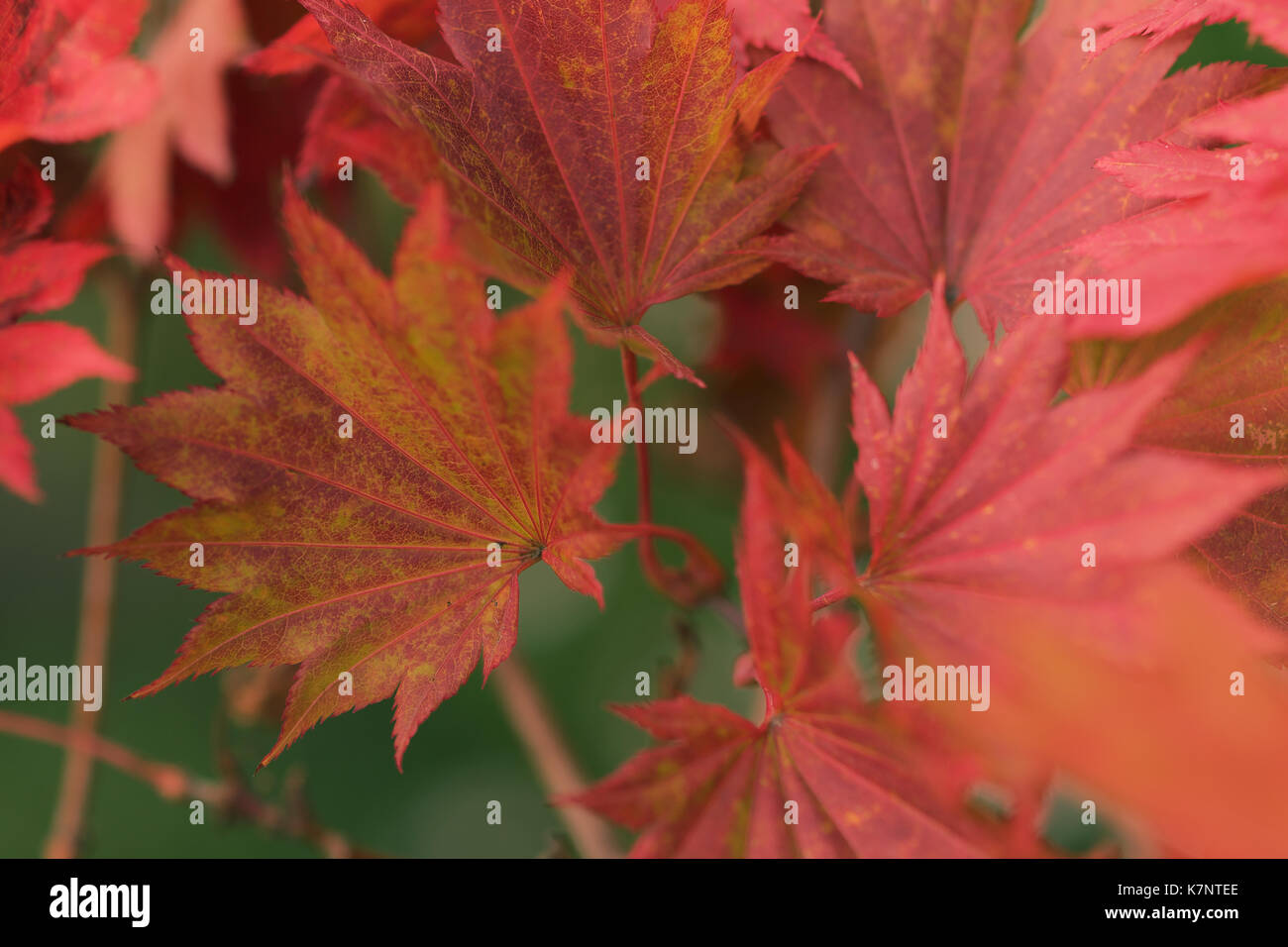 Japanese maple acer shirasawanum hi-res stock photography and images ...