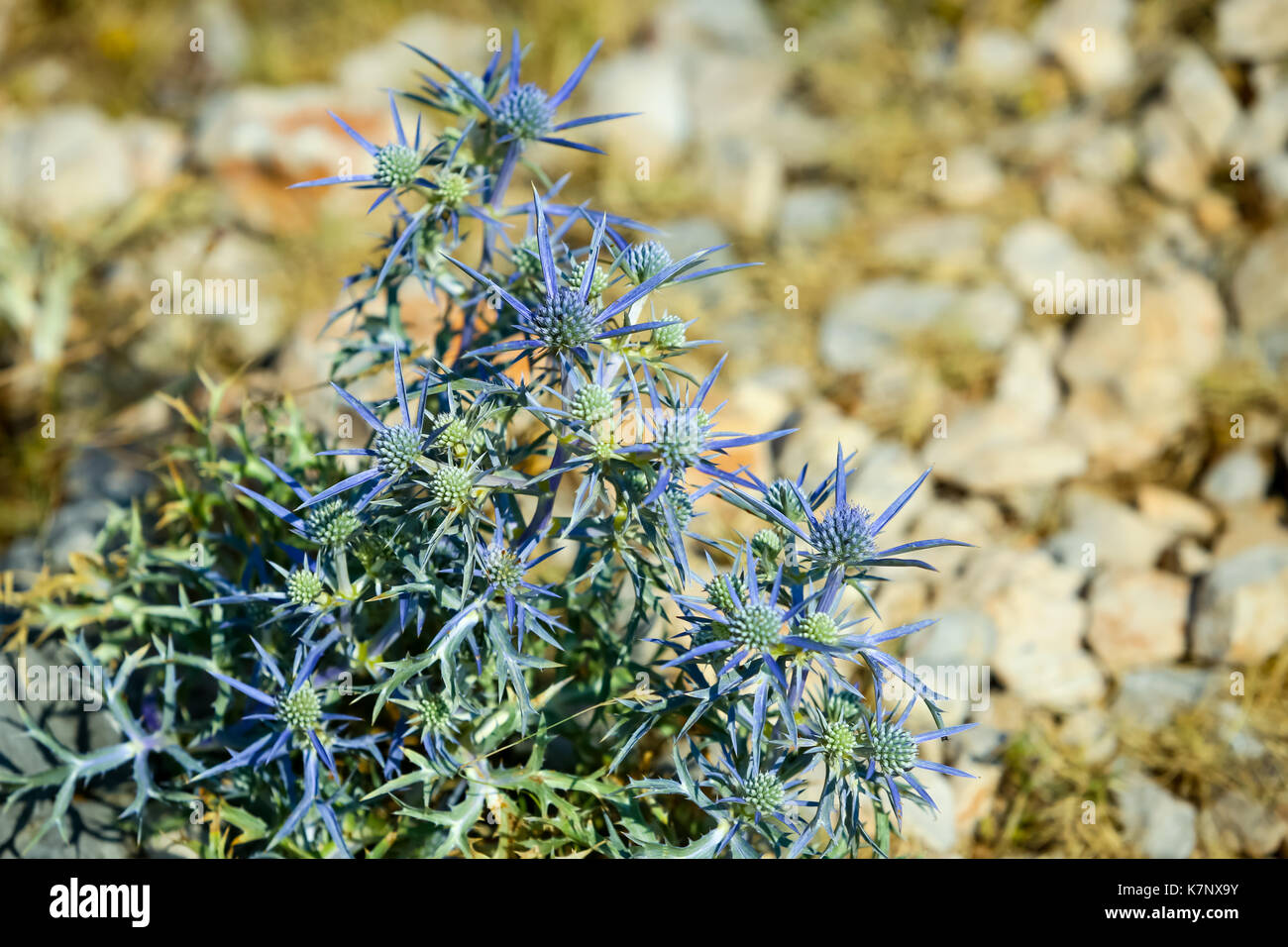 A close up of a Blue Sea Hollyflower on Srd hill in Dubrovnik, Croatia. Stock Photo