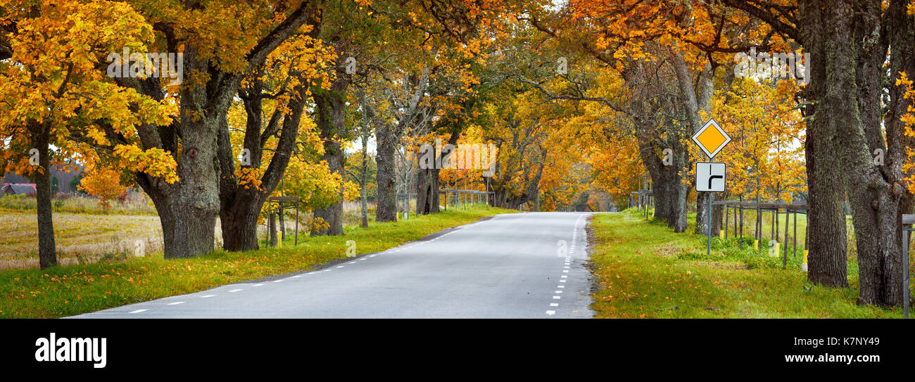 old asphalt road with beautiful trees on the sides in autumn Stock ...