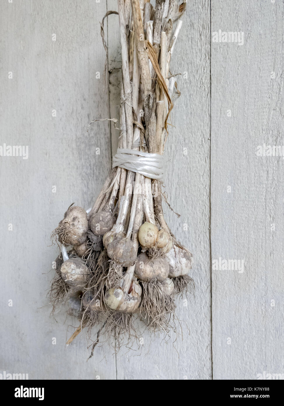 Drying Garlic Bulbs Hanging On The Wall Stock Photo
