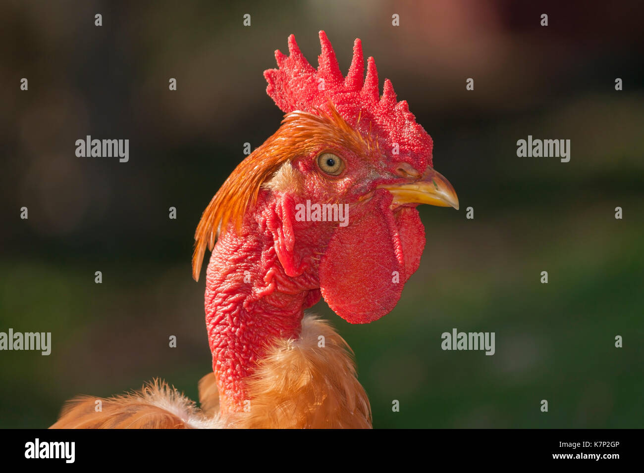 Rooster Look Back The look of the rooster Stock Photo - Alamy
