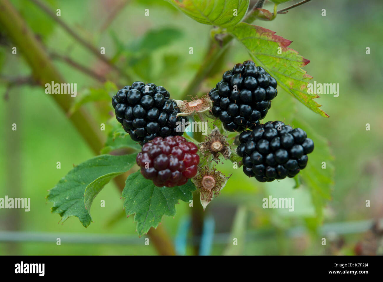Boysenberries (rubus ursinus xidaeusare) ripening on canes; a hybrid of  European raspberry, blackberry, American dewberry and loganberry. Stock Photo