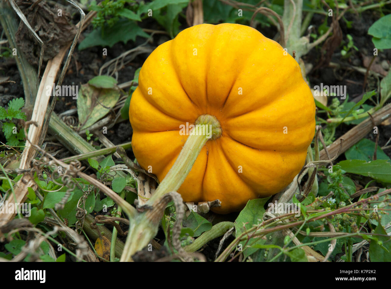 Bright orange ribbed squash growing leaves on the ground. Stock Photo