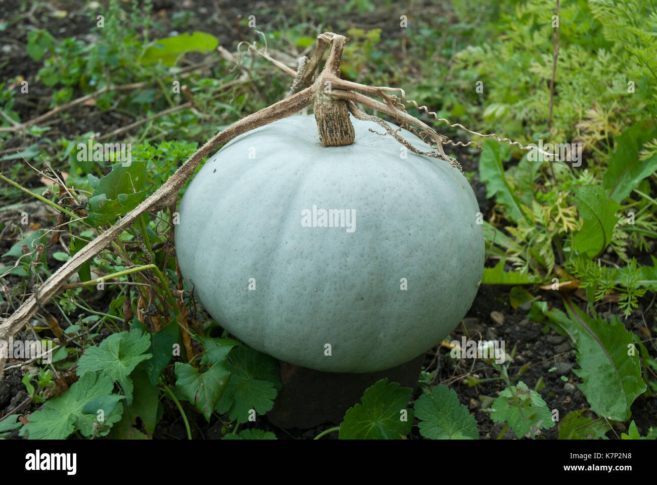 Pale blue 'crown Prince' pumpkin growing. Stock Photo