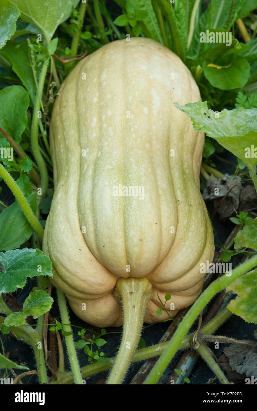 Cream elongated pumpkin growing in siol Stock Photo