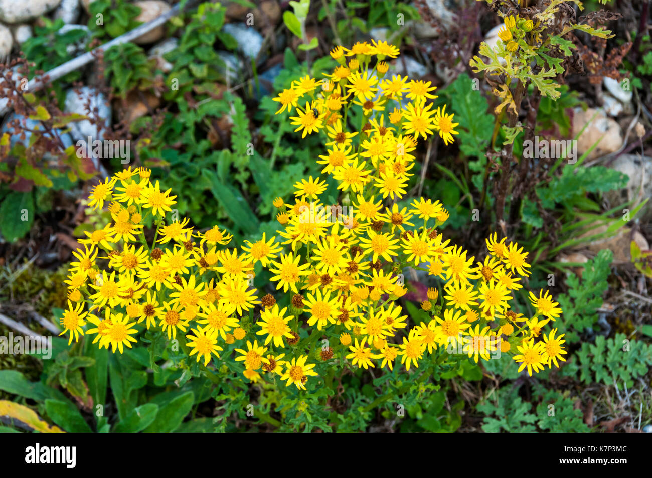 Ragwort flowers, Jacobaea vulgaris Stock Photo