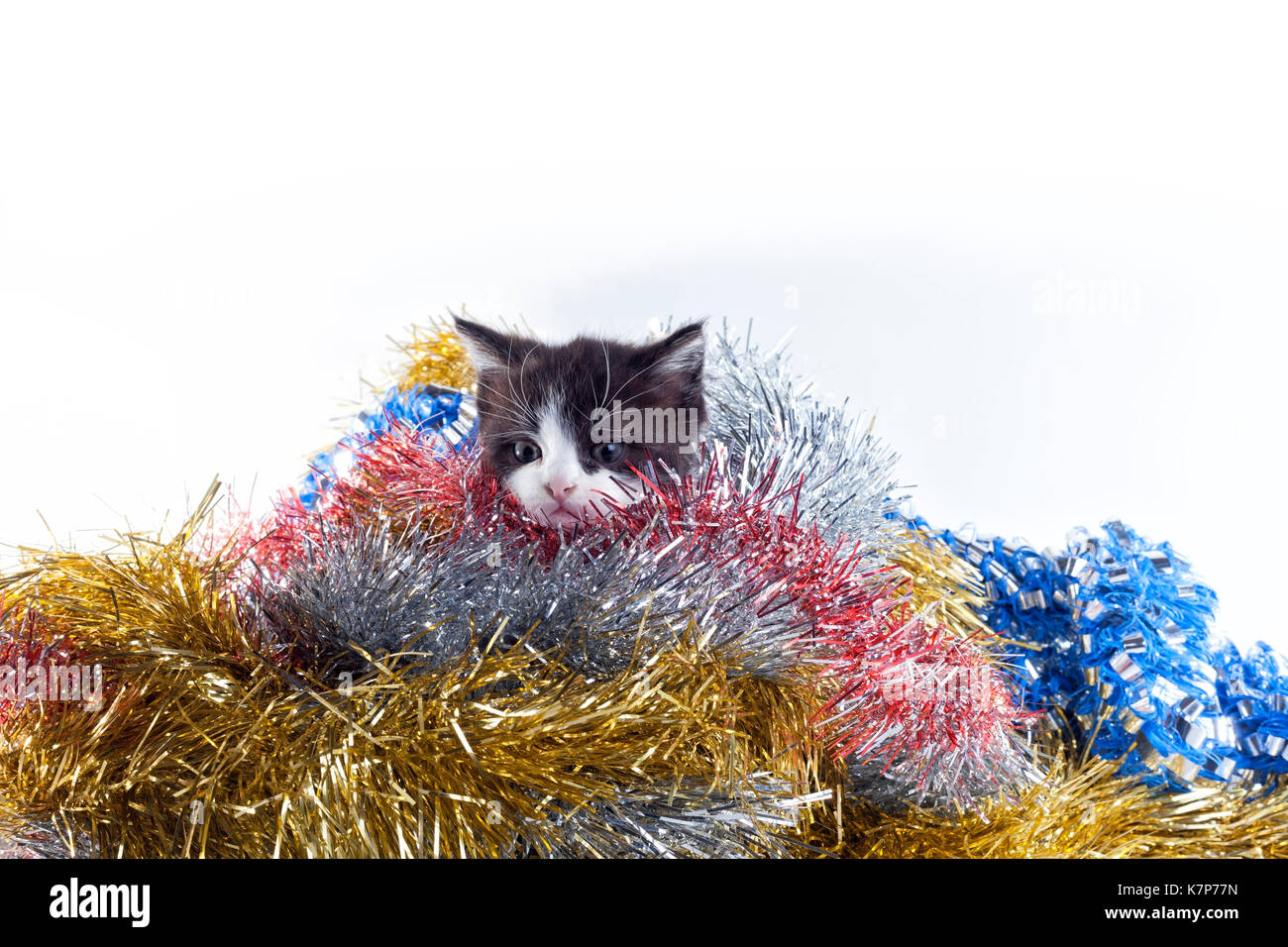 A kitten playing with Christmas baubles. Stock Photo