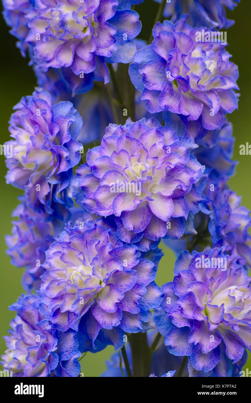 Blooming Larkspur Highlander ‘Bolero’ (Delphinium Hybrid). Inflorescence with double purple-blue flowers Stock Photo