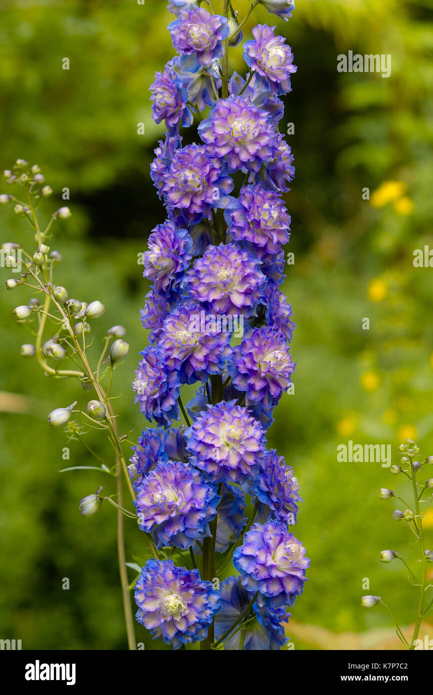 Blooming Larkspur Highlander ‘Bolero’ (Delphinium Hybrid). Inflorescence with double purple-blue flowers Stock Photo
