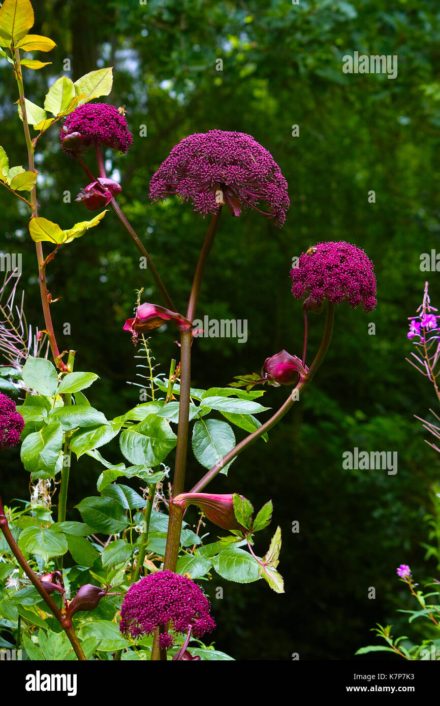 Purple flower of Giant Korean Angelica, Purple Parsnip (Angelica gigas) Stock Photo
