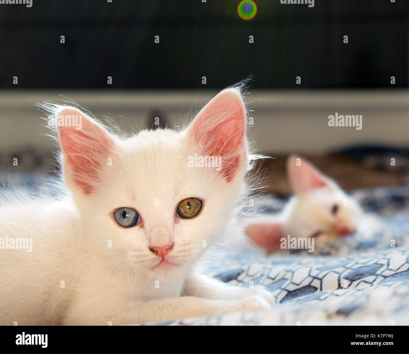 White cat with heterocromatic eyes, blue and yellow/green color, laying on bed, with another small cat in the background, two young cats, and lens fla Stock Photo