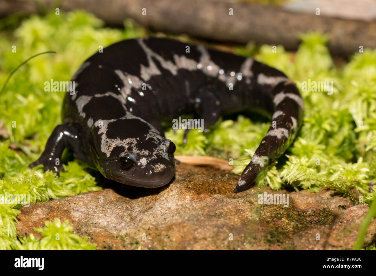 Female Marbled Salamander Ambystoma Opacum Stock Photo Alamy