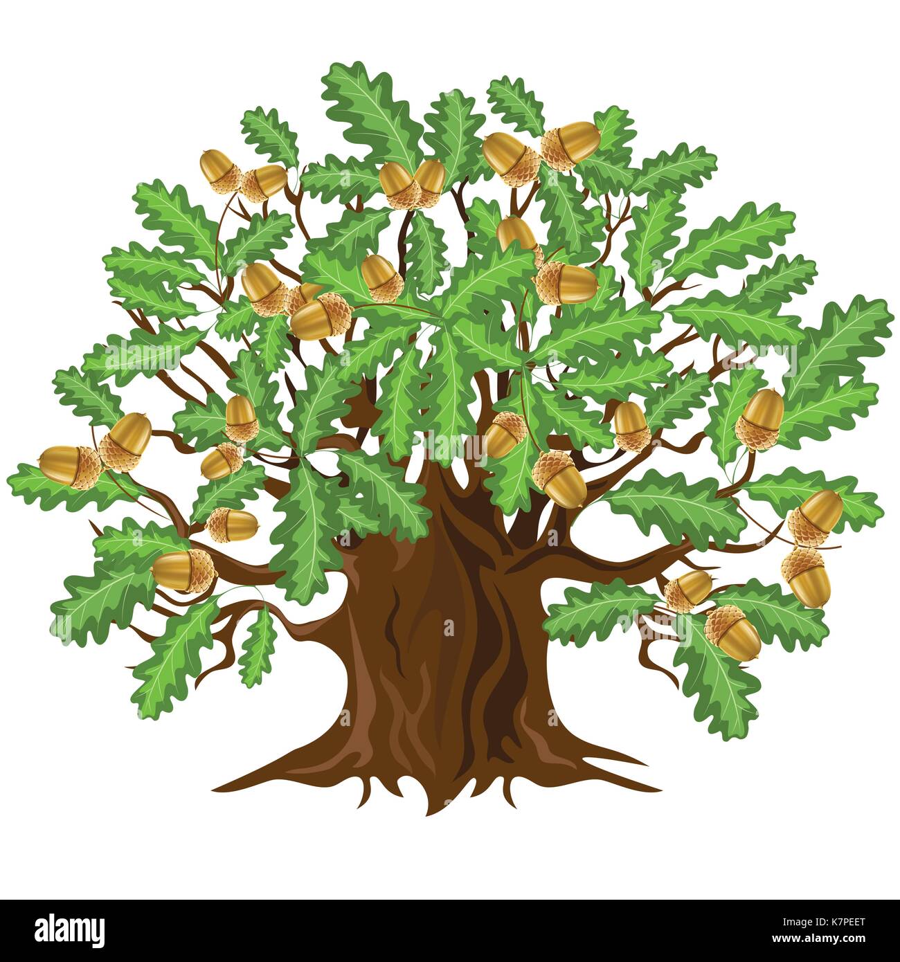 Big green oak tree with acorns, vector illustration Stock Vector