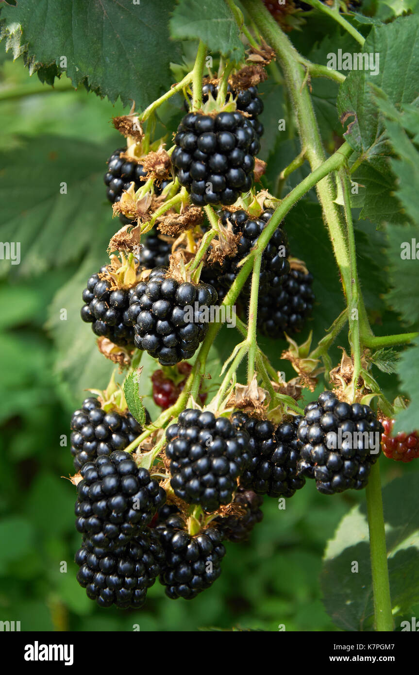 Big ripe Blackberries on the bush growing Stock Photo - Alamy