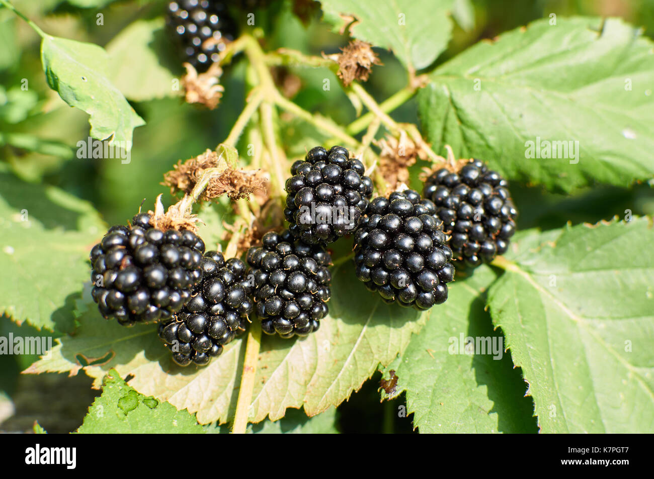 Big ripe Blackberries on the bush growing Stock Photo - Alamy