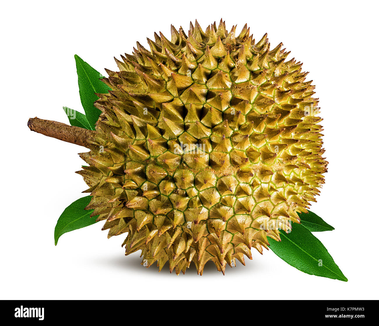The Durian Stock Photos & The Durian Stock Images - Alamy