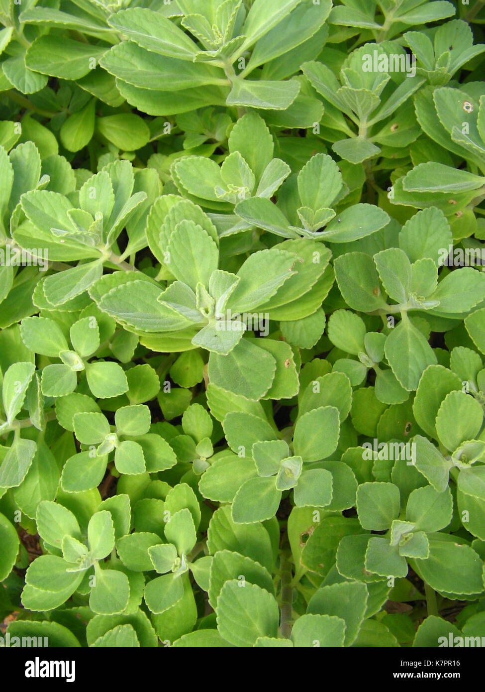 Plectranthus ornatus Codd plant Stock Photo Alamy
