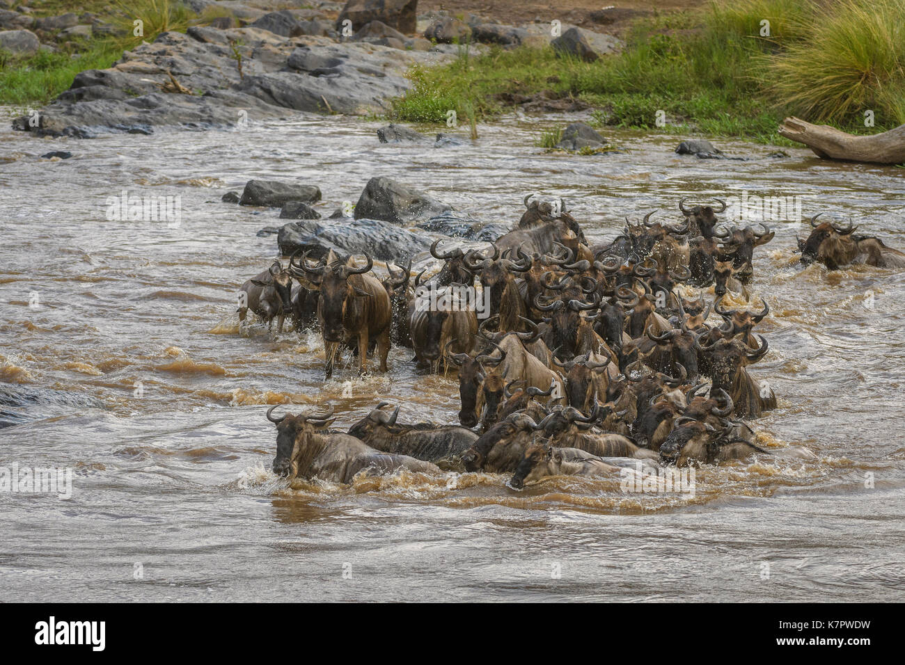 Wildebeest crossing a river in the Masai Mara, Kenya Stock Photo