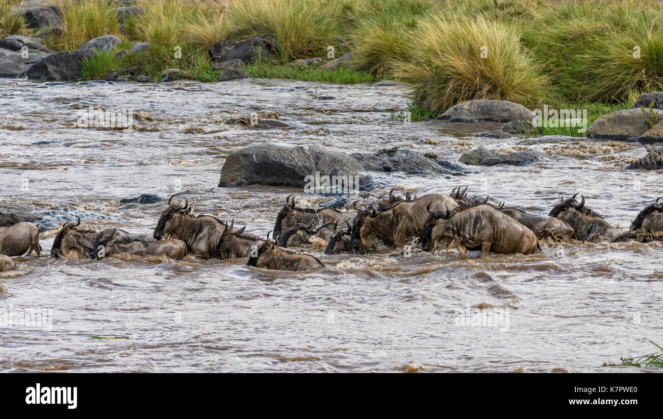 Herd of Wildebeest crossing the Mara River, in Mara Triangle, Kenya Stock Photo
