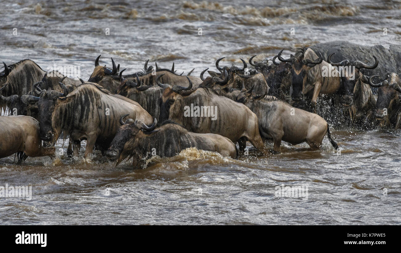 Herd of Wildebeest crossing the Mara River, in Mara Triangle, Kenya Stock Photo