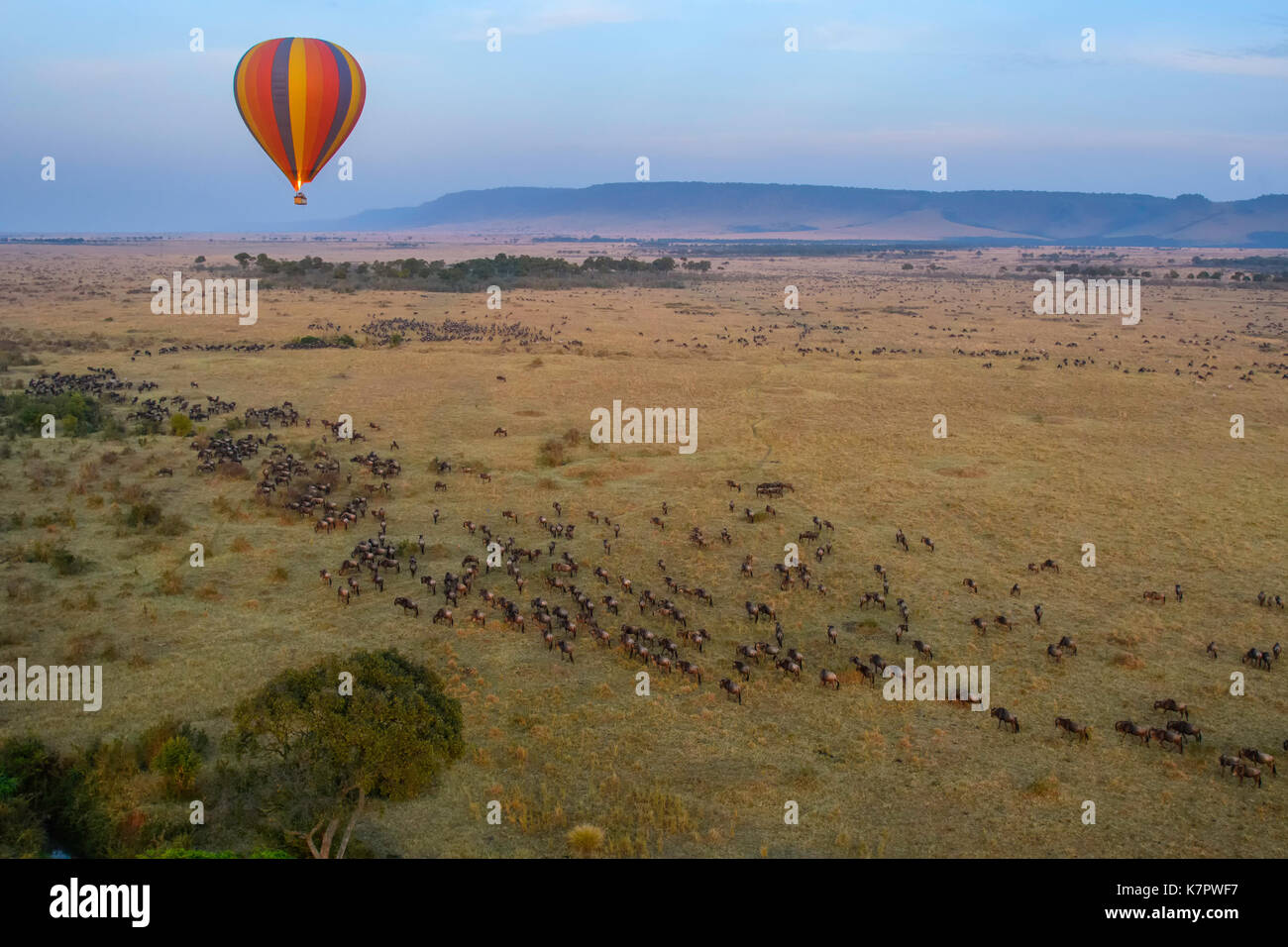 Hot air ballon over the Masai Mara preserve in Kenya during the great migration Stock Photo