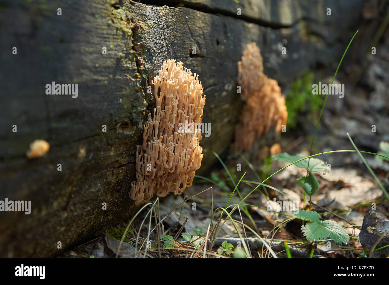 Strange fungi clavaria looking like deer horns Stock Photo