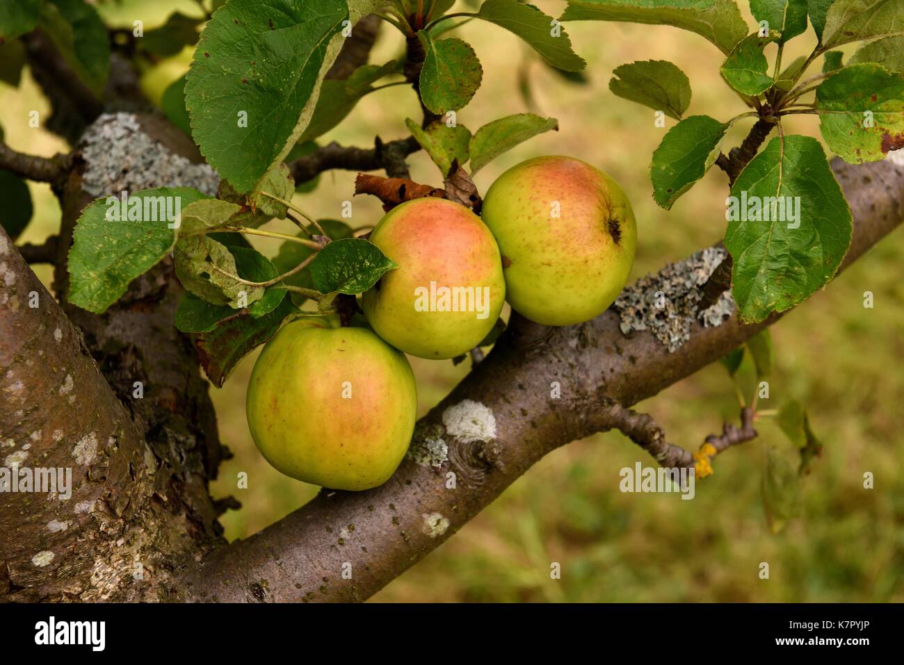 Cockpit apples Stock Photo