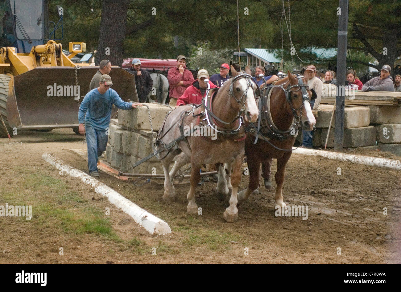 The Deerfield Fair - Deerfield, New Hampshire.  This team of work horses was pulling 4900 lbs.- USA Stock Photo