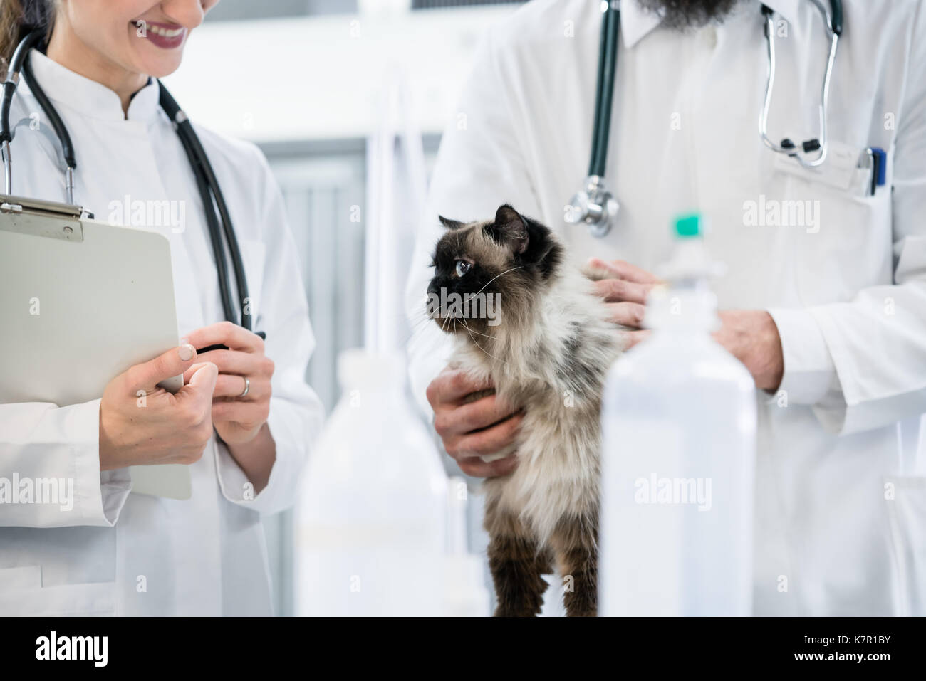 Animal doctor veterinarians examining cat in ICU of animal clini Stock Photo
