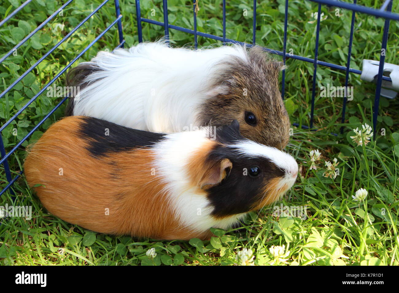 Guinea Pigs Garden High Resolution Stock Photography And Images