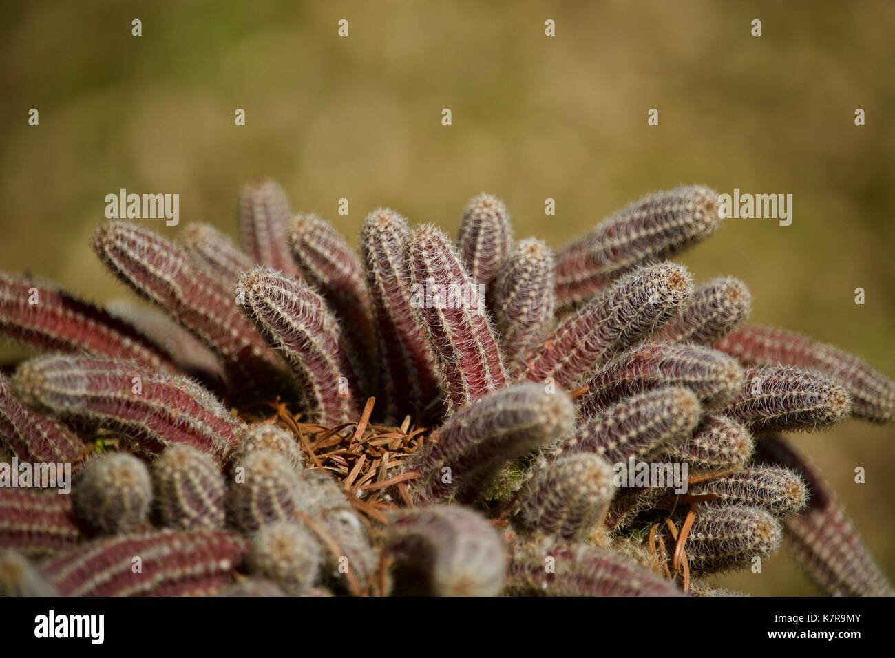 Cacto, cactus Stock Photo