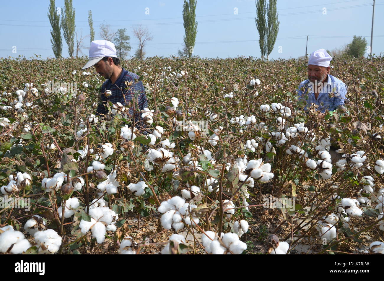Cotton field pickers hires stock photography and images Alamy