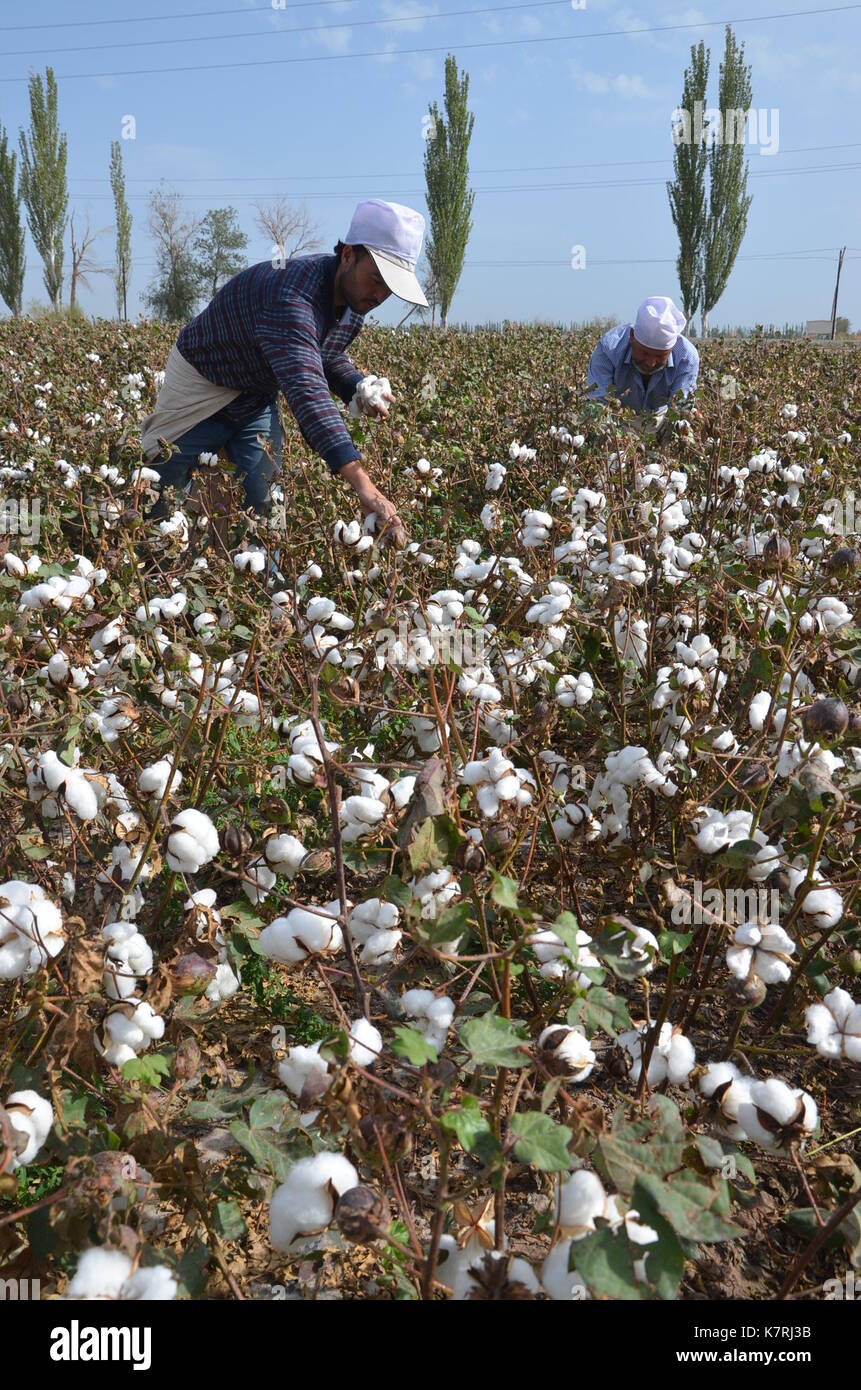 Cotton field pickers hires stock photography and images Alamy