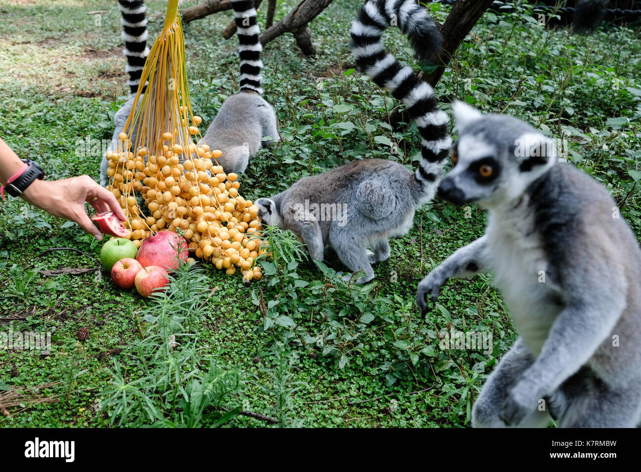 Ramat Gan, Israel. 17th September, 2017. Animal handlers symbolically treat Ring Tailed Lemurs to apples, pomegranates and dates at the Safari Zoological Center on the eve of Rosh Hashanah, the Jewish New Year, an occasion on which Jews all over the world will traditionally eat these fruits in hope of a sweet new year. Stock Photo