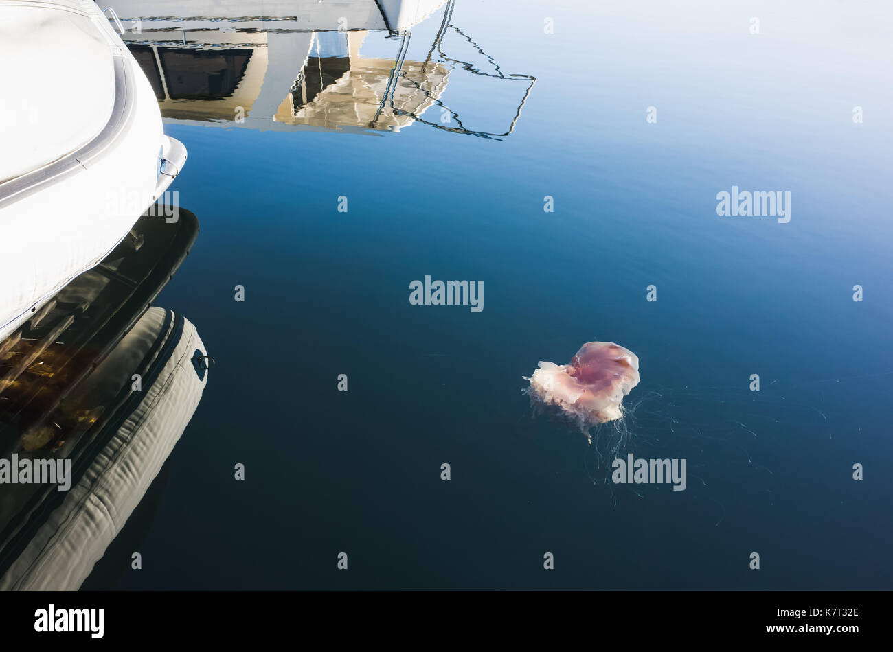 Lions Mane Jellyfish Cyanea capillata floating near moored yachts in Norwegian Sea Stock Photo